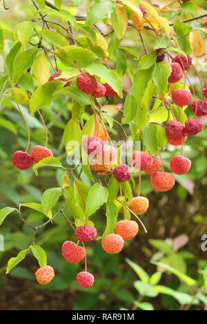 Cornus 'Norman Hadden'. Fruits d'automne du cornouiller fleuri 'arbre Norman Hadden, octobre, UK Banque D'Images