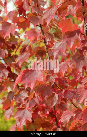 Acer rubrum 'Brandywine'. Couleurs d'automne de l'érable rouge 'Brandywine', octobre, UK Banque D'Images