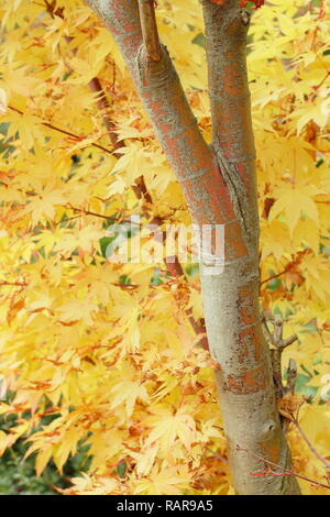 Acer palmatum Sango kaku. Feuillage d'automne dynamique de l'Acer palmatum Sango kaku, également appelé érable écorce Corail. Érable japonais en octobre, UK Banque D'Images