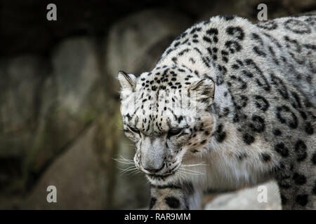 Beauitiful Snow Leopard à un zoo local. Banque D'Images