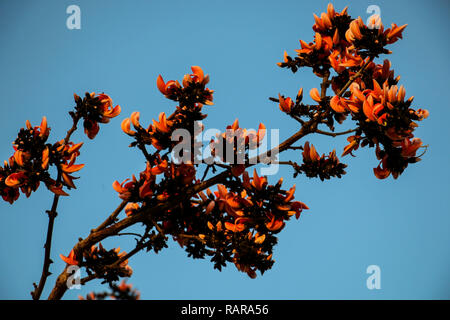 Ou flamboyant Delonix regia dans un jardin tropical.bourgeons fleurs contre le ciel bleu Banque D'Images