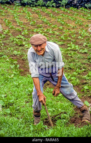 Un vieil homme octogénaire travaille à désherber son jardin potager sur l'île de Terceira, aux Açores. Banque D'Images