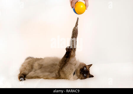 Un chaton siamois joue avec un jouet balle jaune et bleu sur fond blanc. Banque D'Images