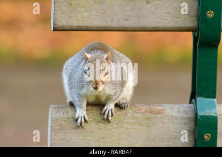 Portrait d'un écureuil gris de l'assise sur un banc de parc Banque D'Images
