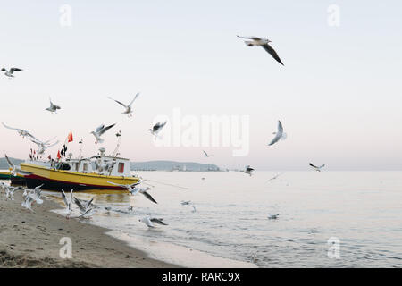 A Flock of seagulls voler à la soirée au bord de la mer avec un petit bateau de pêche Banque D'Images