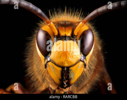 Vue rapprochée de têtes d'hornet (Vespa crabro)--la plus grande guêpe eusociale originaire d'Europe (4 cm) et la seule vraie hornet trouvés dans Nort Banque D'Images