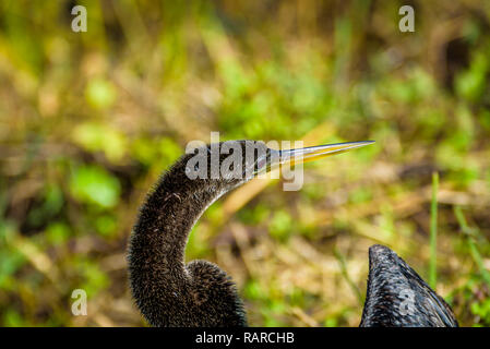 Close up d'un Anhinga avec son long bec pointu. Anhinga trail, le Parc National des Everglades, en Floride Banque D'Images