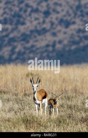 Les Springboks (Antidorcas marsupialis), la mère avec les jeunes, debout dans la prairie ouverte, alerte, Mountain Zebra National Park, Eastern Cape, Afrique du Sud, un Banque D'Images