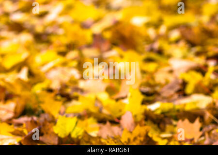 Les feuilles d'automne, les feuilles tombées au sol, extérieur Banque D'Images