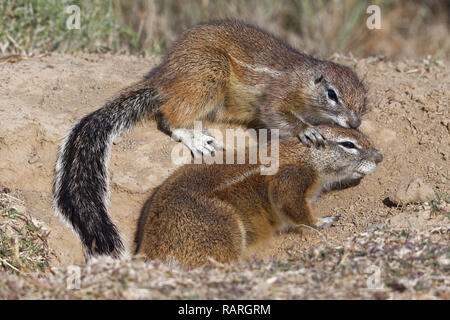 Cape (Ha83 inauris), adultes, jouant à se battre à l'entrée du terrier, Mountain Zebra National Park, Eastern Cape, Afrique du Sud, l'Afri Banque D'Images