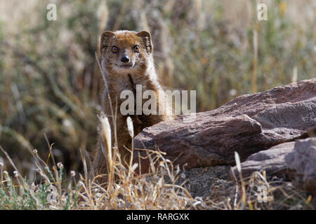 (Cynictis penicillata mangouste jaune), comité permanent des profils à burrow, derrière un bloc de pierres, alerte, Mountain Zebra National Park, Eastern Cape, Afrique du Sud Banque D'Images