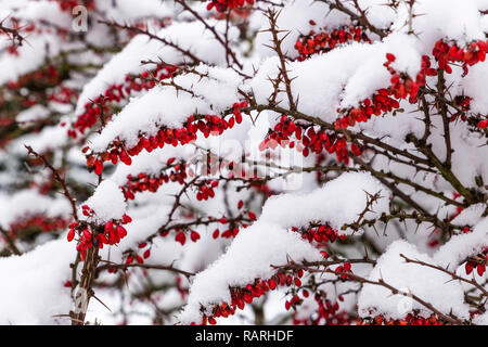 Snowcovered japanese Barberry dans village tchèque. Banque D'Images