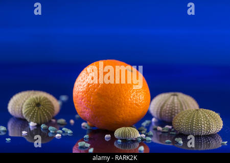 La composition avec une mandarine, plusieurs coquilles d'oursins et de petites pierres sur un arrière-plan sans fin bleu Banque D'Images