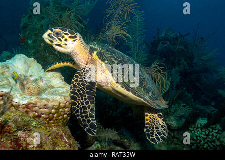 La tortue imbriquée (Eretmochelys imbricata) à Miraflores, Jardines de la Reina Cuba Banque D'Images