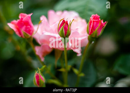 Bouquet de roses roses, pas encore pleinement a fleuri Banque D'Images