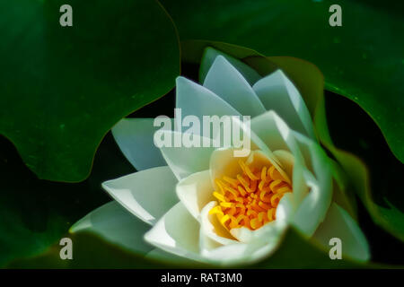 Fleur de Lotus, prises lorsqu'elle a fleuri, entre ses feuilles Banque D'Images