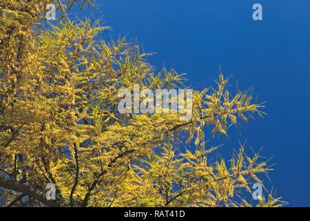 La NEIGE SUR LES BRANCHES PARC NATIONAL DE PEAK DISTRICT EN ANGLETERRE Banque D'Images