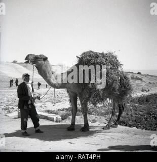 1940, historique, un chameau avec charge à l'homme-chien, un Bédouin en Palestine, à cette époque, un mandat britannique. Peuples indigènes des tribus bédouines du désert, chameaux utilisés à de nombreuses fins, y compris le transport. Banque D'Images