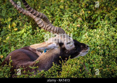 Close up portrait of a Blackbuck (Antilope cervicapra) assis sur l'herbe haute Banque D'Images