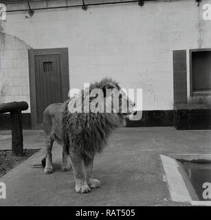 Années 1950, historique, un homme Lion debout à l'extérieur dans son stylo ou enclos au Zoo de Londres, Angleterre, RU Banque D'Images