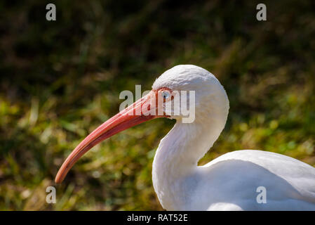 Extreme close up portrait of an American Ibis blanc (Eudocimus albus) typique avec ses plumes blanches, bec orange et des yeux bleus Banque D'Images
