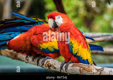 Close up d'un ara rouge sur une branche d'arbre avec d'autres derrière. Les oiseaux sont isolés sur un joli fond vert foncé Banque D'Images