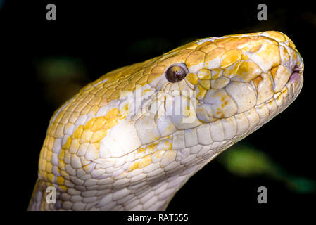 Extreme close up d'une tête du serpent python jaune et blanc avec des motifs de la peau Banque D'Images
