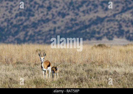 Les Springboks (Antidorcas marsupialis), la mère avec les jeunes, debout dans la prairie ouverte, alerte, Mountain Zebra National Park, Eastern Cape, Afrique du Sud, un Banque D'Images