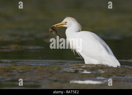 Western Cattle Egret,airone guardabuoi (Bubulcus ibis),un adulte capturé une grenouille Banque D'Images