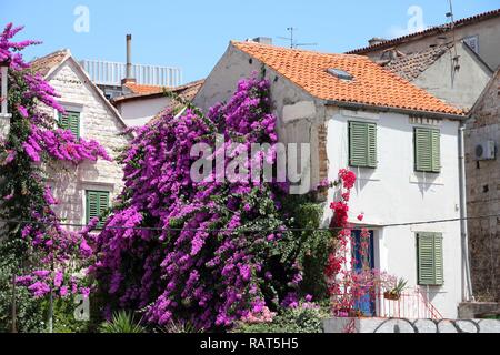 Croatie - Split en Dalmatie. Fleurs de bougainvilliers en vieille ville célèbre - UNESCO World Heritage Site. Banque D'Images