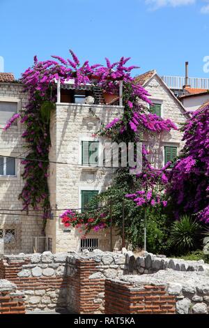 Croatie - Split en Dalmatie. Fleurs de bougainvilliers en vieille ville célèbre - UNESCO World Heritage Site. Banque D'Images