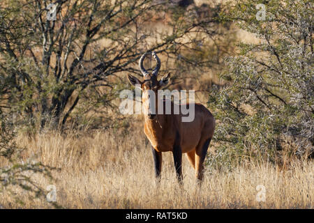 (Alcelaphus buselaphus bubale rouge caama), adulte, debout dans l'herbe sèche, alerte, Mountain Zebra National Park, Eastern Cape, Afrique du Sud, l'Afric Banque D'Images