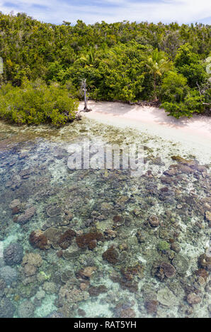 Un beau récif de corail se développe le long du bord d'une plage de Raja Ampat, en Indonésie. Cette région diversifiée est connu comme le cœur du Triangle de Corail. Banque D'Images