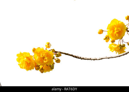 Cochlospermum regium flower isolated on white background. Banque D'Images