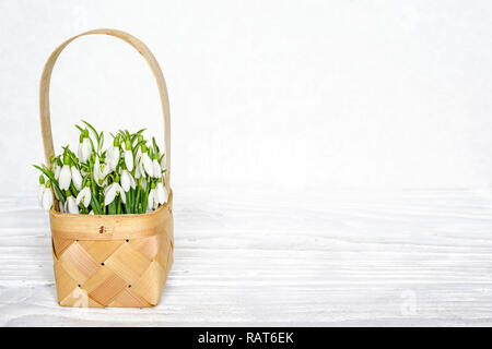 Perce-neige fraîche fleurs dans un panier en osier blanc sur la table en bois avec copie espace vie encore au printemps. Banque D'Images