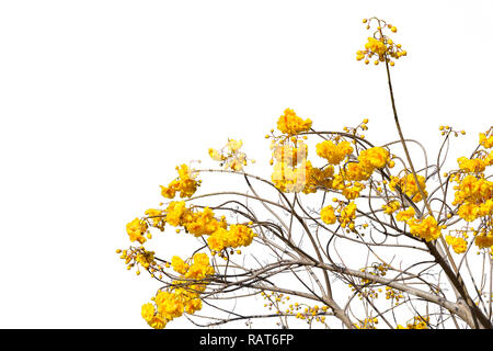 Cochlospermum regium flower isolated on white background. Banque D'Images