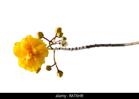 Cochlospermum regium flower isolated on white background. Banque D'Images