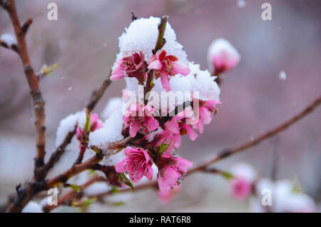 Fleurs sauvages et cultivées à la fois fournir la beauté, la variété et l'intérêt tout au long de l'année. Banque D'Images