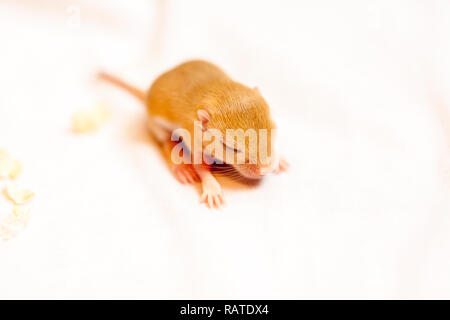 Mignon petit bébé souris assis sur le sol blanc. Image Macro. Banque D'Images