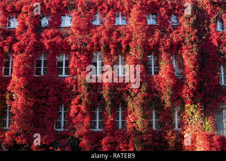 La façade de l'immeuble avec des fenêtres couvertes de vigne vierge rouge en couleurs en cours de journée ensoleillée en automne Banque D'Images