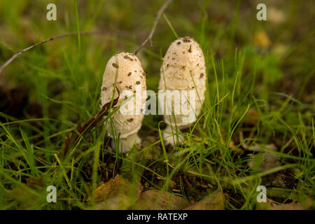 Coprinus comatus appelé aussi le cap d'encre shaggy croissant sur le terrain Banque D'Images