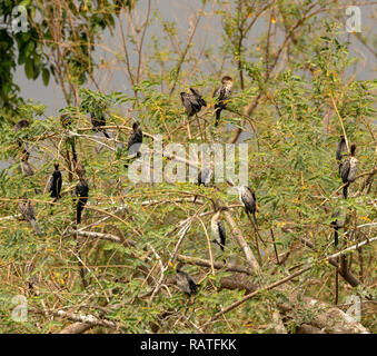 Les cormorans reed (Turdus africanus), aussi connu sous le cormoran africain, sur un arbre dans le marais de Mabamba, Lac Victoria, Ouganda Banque D'Images