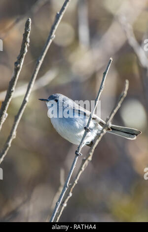 Gobemoucheron gris-bleu petit oiseau pendaison soigneusement sur son perchoir tandis que la direction générale de la recherche de nourriture le matin. Banque D'Images