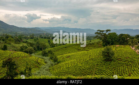 Les plantations de thé près de Bwindi, en Ouganda, en Afrique de l'Ouest Banque D'Images