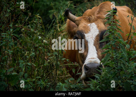 Golden brown hide vache avec un visage blanc de détails et les cornes qui se cachent dans le sous-bois. Banque D'Images