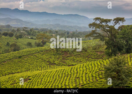 Les plantations de thé près de Bwindi, en Ouganda, en Afrique de l'Ouest Banque D'Images