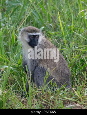 Le singe (Chlorocebus pygerythrus), Queen Elizabeth Park, l'Ouganda, l'Afrique Banque D'Images