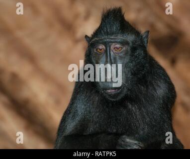 Sulawesi Macaque à crête Banque D'Images