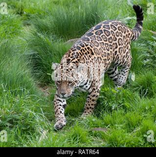 La photo en gros plan d'un Jaguar Banque D'Images