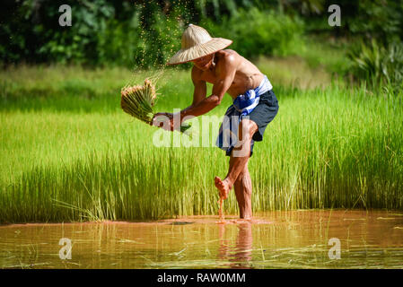 Agriculteur Agriculteur homme thaï / frapper le bébé riz holding on part en champ de riz - vieil homme agriculture agriculture paysanne de planter les terres agricoles en zone verte countr Banque D'Images